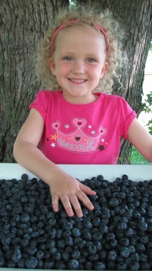 A big harvest from Duke blueberry plants at True Vine Ranch