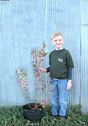 2-year old blueberry plants for sale