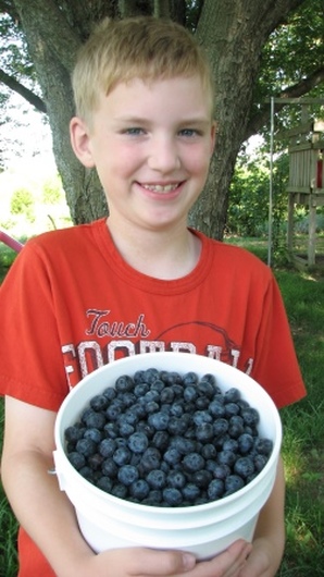 A pick pail full from Bluecrop blueberry plants at True Vine Ranch
