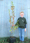 Large blueberry plants for sale