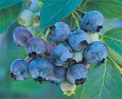 Blueberry plant with cluster of ripe blueberries