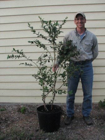 Mature Blueberry Bushes For Sale 91