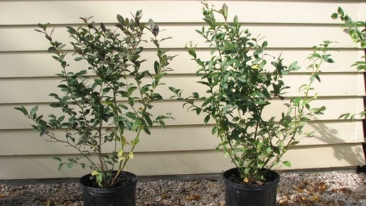 Blueberry bushes for sale from True Vine Ranch