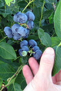 Picking blueberries from blueberry plants at True Vine Ranch
