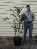 Mature blueberry bushes for sale