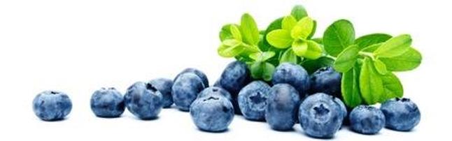 Blueberry Plants For Sale | Blueberry Bushes For Sale | True Vine Ranch